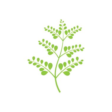 Moringa yaprağı logosu illüstrasyon vektör tasarımı