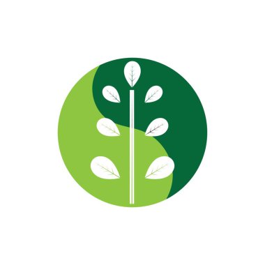 Moringa yaprağı logosu illüstrasyon vektör tasarımı