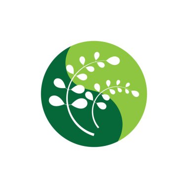 Moringa yaprağı logosu illüstrasyon vektör tasarımı