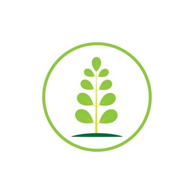 Moringa yaprağı logosu illüstrasyon vektör tasarımı