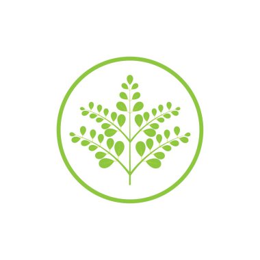 Moringa yaprağı logosu illüstrasyon vektör tasarımı