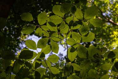 Güneşte yeşil yapraklar