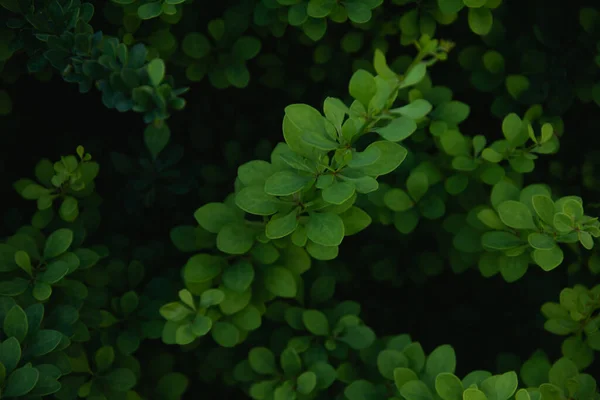 Yeşil Yapraklar Bitki Örtüsü Doğa — Stok fotoğraf