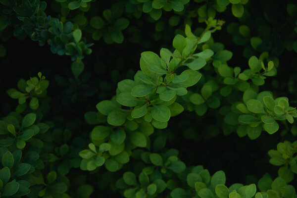 green leaves, flora, nature