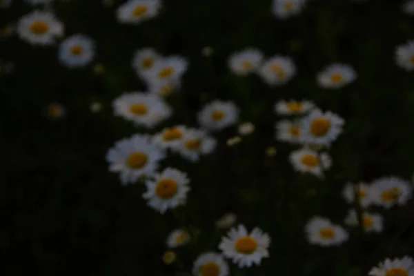 Beautiful Romomile Flowers Field — стоковое фото