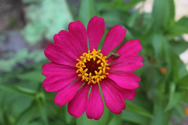 Ilustracja Fotografia Słoneczny Kwiat Ogrodzie — Zdjęcie stockowe