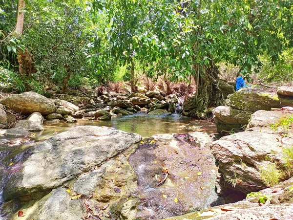 Ormandaki Nehirde Temiz Var — Stok fotoğraf