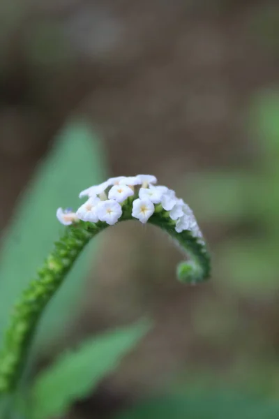Alyssum otundan küçük beyaz çiçek