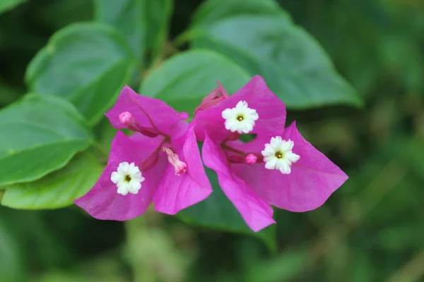Bahçede pembe ve beyaz Bougainvillea çiçekleri