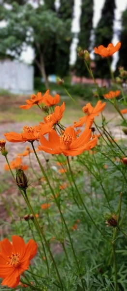 Güzel portakal çiçekleri bahçede gelişir.