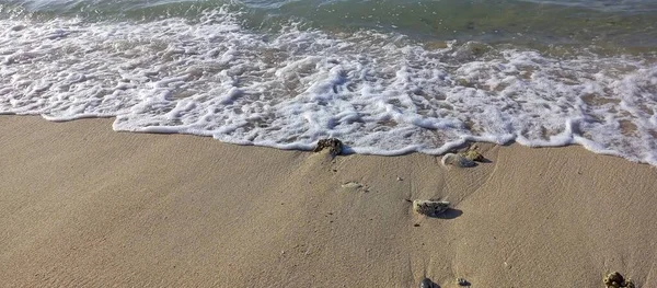 Güzel portakal çiçekleri bahçede gelişir.