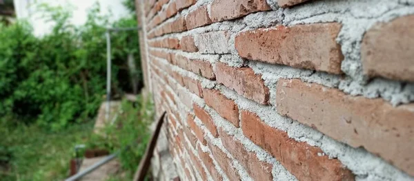 Güzel portakal çiçekleri bahçede gelişir.
