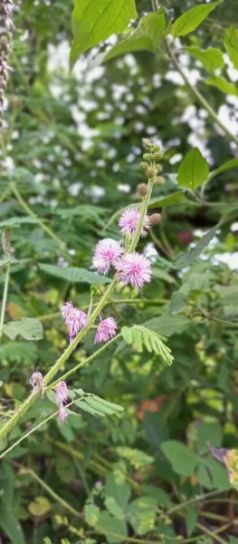 Utangaç prensesin çiçeği mordur.