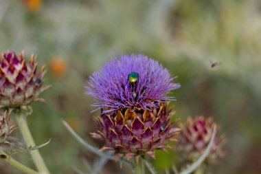 Böcek bir çiçeğe kondu.