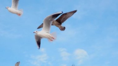 Martılar ve albatroslar gökyüzünde yavaş çekimde süzülür ve çığlık atar, mavi gökyüzündeki uçan kuşların 4k 60p 'lik videosunu yakın çekeriz.