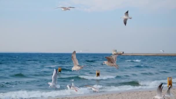 Möwen und Albatrosse schweben in Zeitlupe am Himmel über der Meeresküste, Nahaufnahme-Video der fliegenden Vögel am blauen Himmel, 4k 60p — Stockvideo