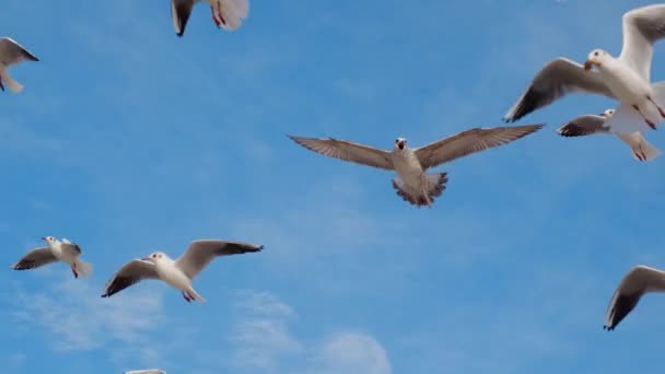 Gaivotas e albatrozes voam no céu em câmera lenta e gritam, close up vídeo dos pássaros voadores no céu azul, 4k 60p — Vídeo de Stock