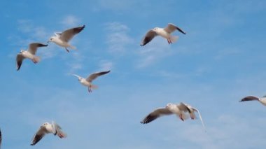 Martılar ve albatroslar gökyüzünde yavaş çekimde süzülür ve çığlık atar, mavi gökyüzündeki uçan kuşların 4k 60p 'lik videosunu yakın çekeriz.