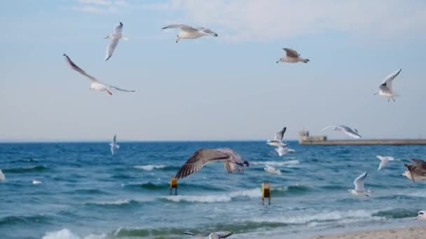 Γλάροι και άλμπατρος πετούν ψηλά στον ουρανό σε αργή κίνηση πάνω από την ακτή του ωκεανού, κλείστε το βίντεο με τα ιπτάμενα πουλιά στον γαλάζιο ουρανό, 4k 60p — Αρχείο Βίντεο