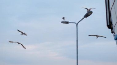 Martılar ve albatroslar süzülür ve deniz limanındaki direğe yavaş çekimde otururlar. Gökyüzündeki uçan kuşların videosunu kapat, 4k 60p