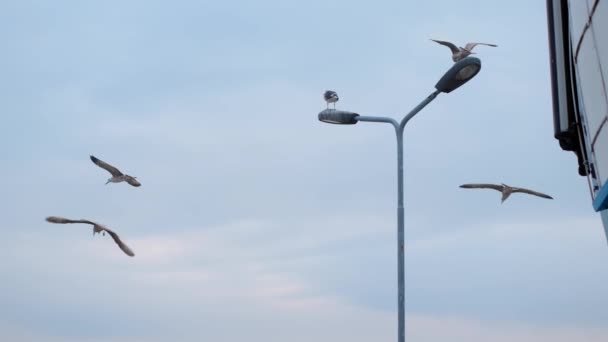 Möwen und Albatrosse schweben und sitzen in Zeitlupe am Lichtmast im Seehafen. Nahaufnahme Video der fliegenden Vögel am Himmel, 4k 60p — Stockvideo