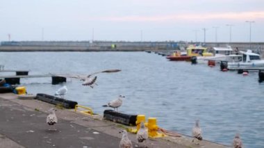 Martılar ve albatroslar limandaki iskelede yavaş çekimde havada süzülüyor, uçan kuşların videosunu kapatıyorlar, 4k 60p