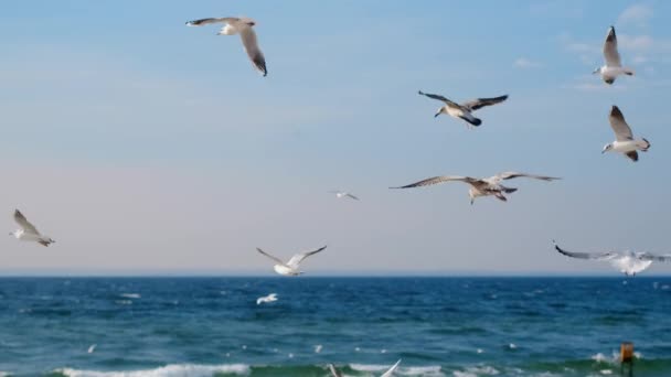 Möwen und Albatrosse schweben am Himmel über der Meeresküste. Video der fliegenden Vögel am blauen Himmel, 4k 60p — Stockvideo