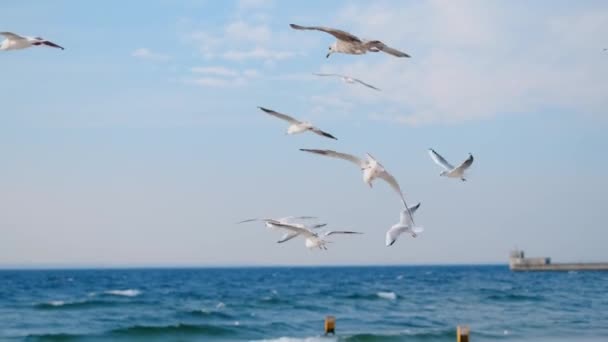 Mewy i albatrosy wznoszą się na niebie w zwolnionym tempie nad wybrzeżem oceanu, zamykają wideo latających ptaków na błękitnym niebie, 4k 60p — Wideo stockowe