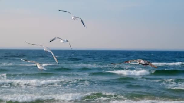 Gaivotas e albatrozes voam no céu sobre a costa do mar. Vídeo dos pássaros voadores no céu azul, 4k 60p — Vídeo de Stock