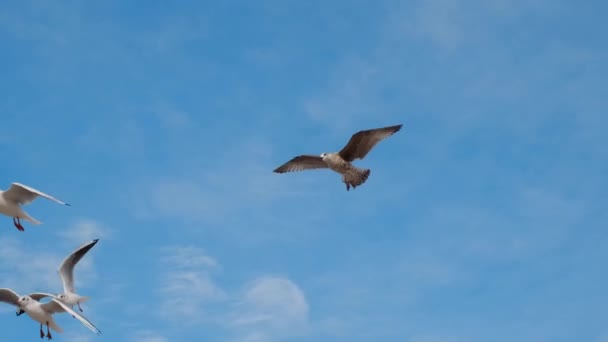 Γλάροι και άλμπατρος πετούν ψηλά στον ουρανό σε αργή κίνηση και ουρλιάζουν, κλείστε το βίντεο με τα ιπτάμενα πουλιά στον γαλάζιο ουρανό, 4k 60p — Αρχείο Βίντεο