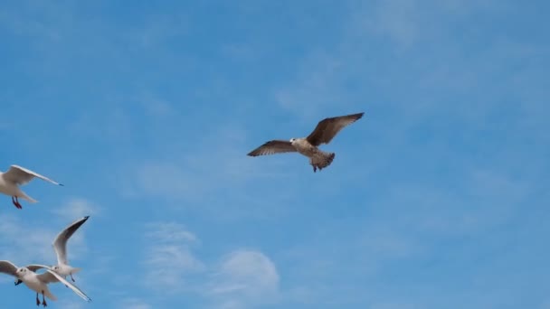 Seagulls and albatrosses soar in the sky in slow motion and scream, close up video of the flying birds in the blue sky, 4k 60p — Stock Video