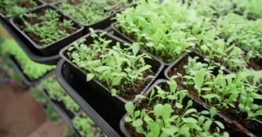 Raflarda büyüyen mikroçim, dikey tarım, ev işi, 4k 60p Prores
