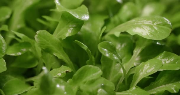Makro görüntüler: büyüyen salata mikroçim yaprakları, dikey tarım yeşillikleri, vitaminli süper yiyecekler, ev işi, 4k 60p Prores — Stok video