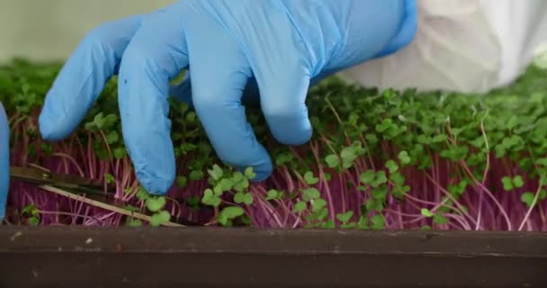 Farmář krájí výhonky mikrozeleně nůžkami, sbírá sklizeň mikrozeleně, vitaminizované superpotraviny, 4k 60p Prores — Stock video