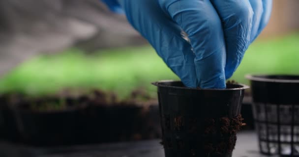 Farmer sows eatable flowers seeds in soil tasks, κάθετη καλλιέργεια χόρτα, vitaminized superfood, home business, 4k 60p — Αρχείο Βίντεο