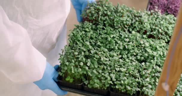 Farmer pone bandeja llena de microgreens de rábano cultivado, superalimentos vitaminizados en crecimiento, verdes de agricultura vertical, negocio en el hogar, 4k 60p Prores — Vídeos de Stock