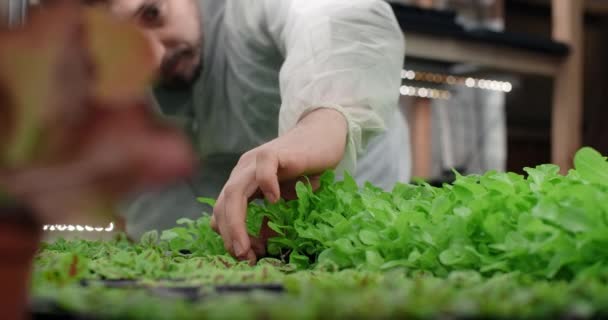 Landwirt nimmt Tablett mit angebautem Salatmikrogemüse aus dem vertikalen Bauernregal, wächst vitaminisiertes Superfood, Bauerngemüse, 4k 60p — Stockvideo