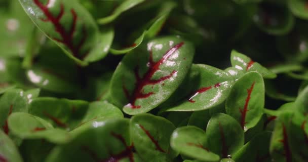 Makro záběry: pěstované barevné šťavelové mikrozeleně, vertikální zemědělská zeleň, domácí obchod, 4k 60p Prores — Stock video