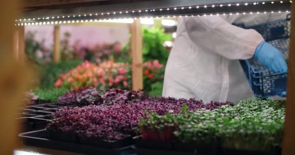 Farmer sammelt Tabletts mit angebautem buntem Mikrogemüse vom vertikalen Bauernhof, wächst vitaminisiertes Superfood, Farming Greens, 4k 60p — Stockvideo