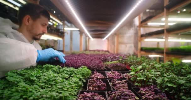 Farmer ellenőrzi mikrozöldségek csírák a polcokon a függőleges gazdaság, vitaminizált szuperélelmiszer, mezőgazdasági vállalkozás, 4k 60p Prores — Stock videók