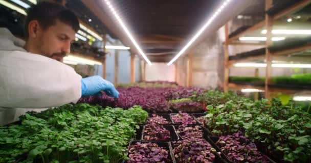 Farmář kontroluje mikrozeleně klíčky na regálech vertikální farmy, vitaminizované superfood, zemědělství podnikání, 4k 60p Prores — Stock video
