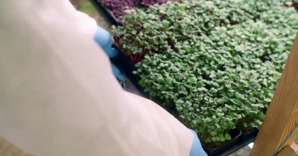 Farmář klade tác plný rostoucích ředkviček mikrozeleně, pěstování vitaminovaných superpotravin, vertikální zemědělství zeleně, domácí podnikání, 4k 60p Prores — Stock video