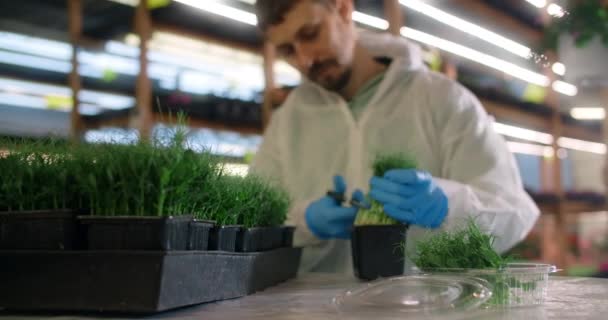 Farmer coupe et emballe les germes de pois verts, microgreens récolte, superaliment vitaminé, 4k 60p Prores — Video