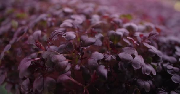 Makro záběry: pěstované barevné ředkvičky microgreens, vertikální zemědělství zeleně, domácí podnikání, 4k 60p Prores — Stock video