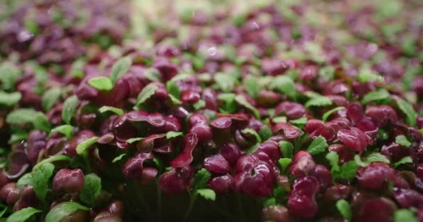 Πλάνα από την ανάπτυξη πολύχρωμα ραπανάκια, κάθετη καλλιέργεια χόρτα, vitaminized superfood, οικιακή επιχείρηση, 4k 60p Prores — Αρχείο Βίντεο