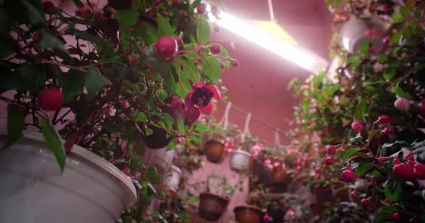 이 가루받이 꽃들은 미세 한 녹색, 열처리된 초식품 , 4k 60p 생산물의 수직적 인 농장에서 자란다 — 비디오