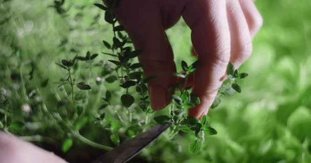 El tomillo se corta con tijeras directamente desde el semillero donde se cultivó, hierbas y verduras de cultivo vertical, empresa familiar, 4k 60p Prores — Vídeo de stock