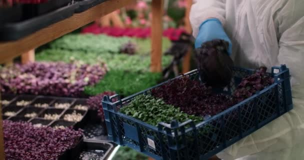 Farmer recoge bandejas con microgreens coloridos cultivados de granja vertical, superalimentos vitaminizados en crecimiento, verdes agrícolas, 4k 60p — Vídeo de stock