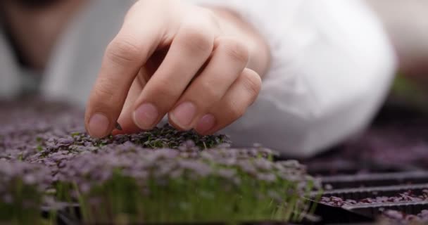 Un agricultor saca microgreens de una cama en una granja vertical, cultivando superalimentos vitaminizados, negocio de microgreens, 4k 60p — Vídeo de stock