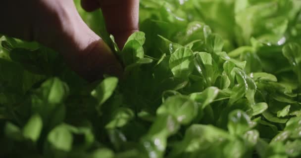 Farmář trhá salát microgreens z postele na vertikální farmě, pěstování vitaminizované superfood, mikrozeleně podnikání, 4k 60p — Stock video